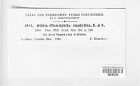Otthiella staphylina image
